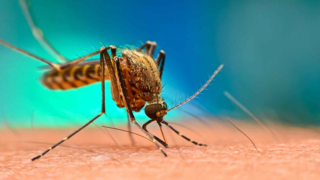 сколько живут комары