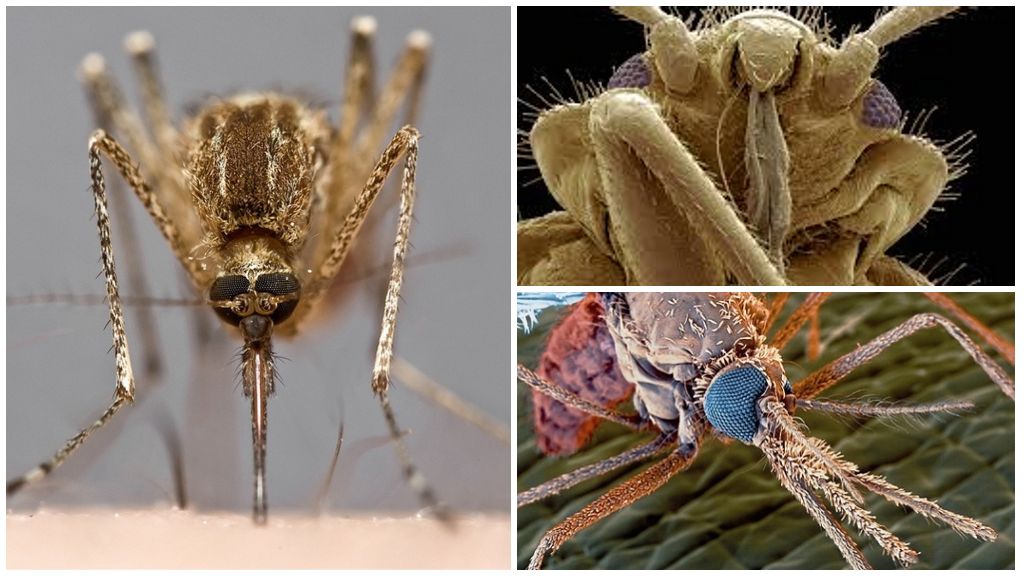 комар в увеличенном виде