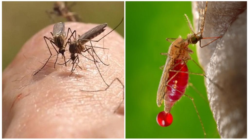 сколько раз кусает комар