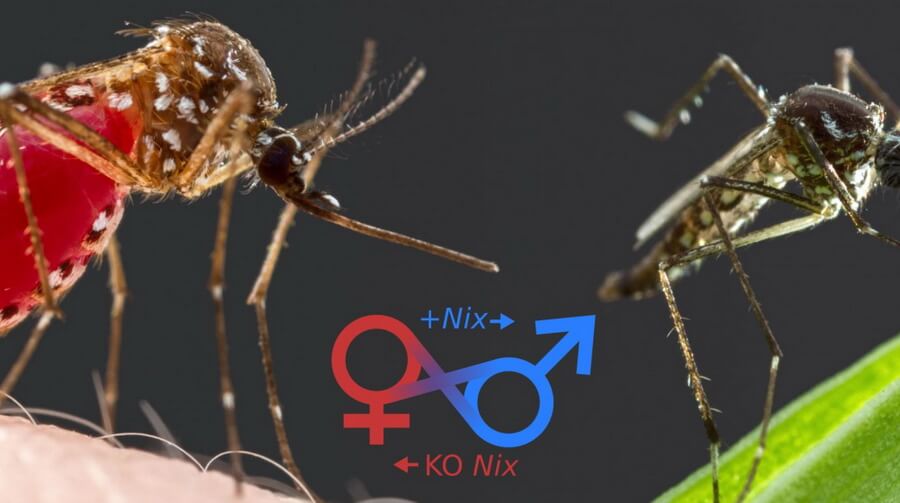 комар самец