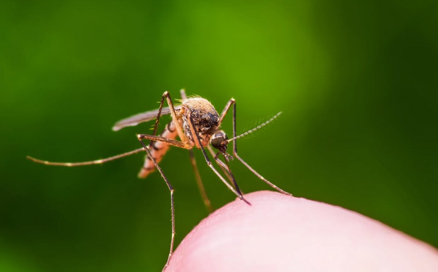 Малярийный комар