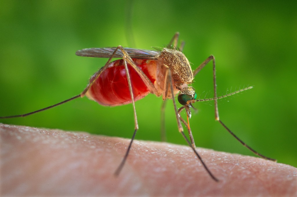 Сколько живет комар после укуса