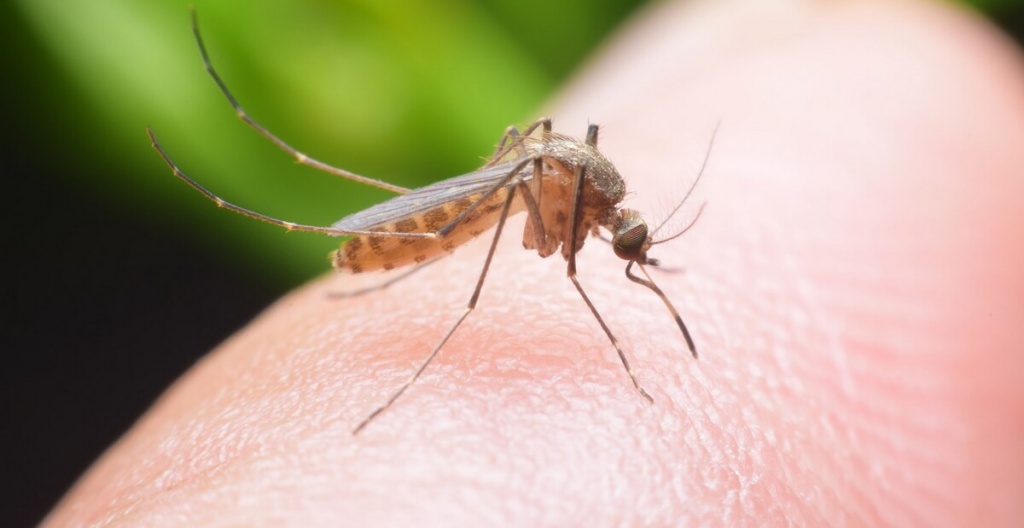 почему комар кусает