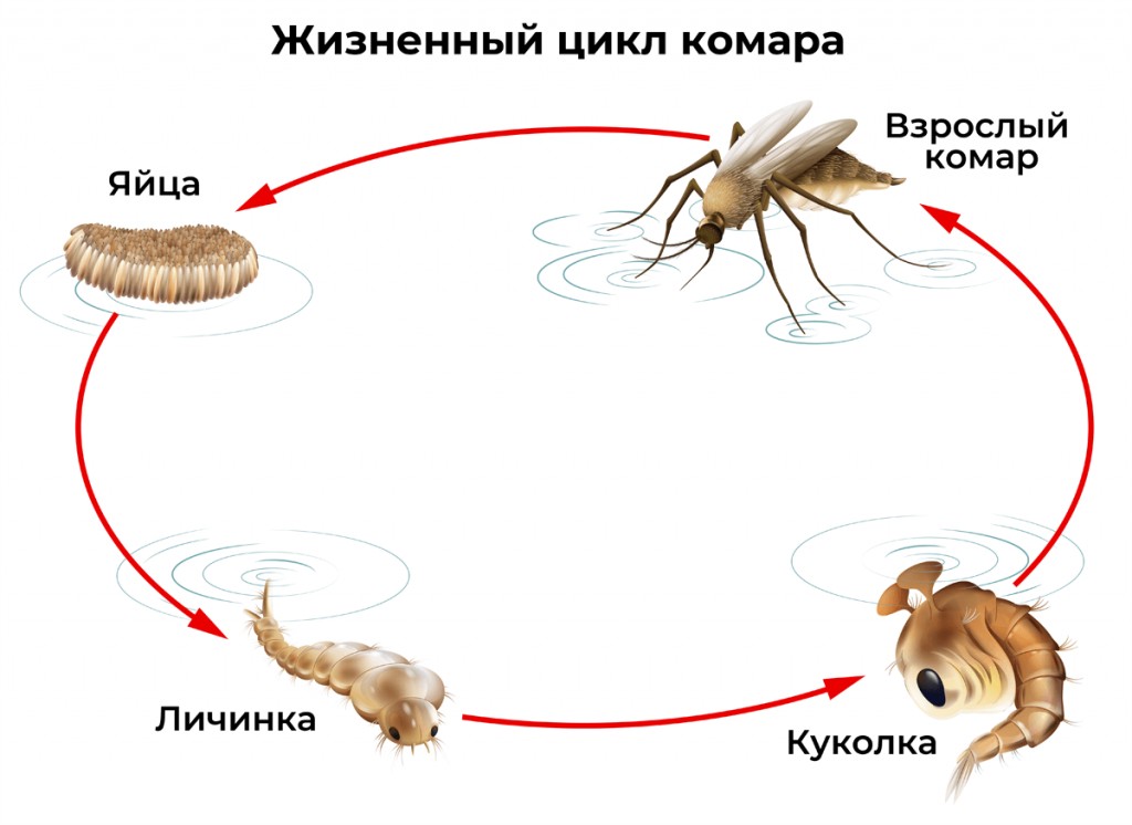 жизненный цикл комара