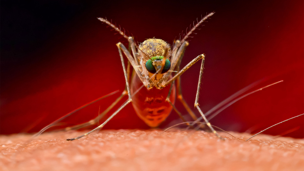 зачем комары пьют кровь