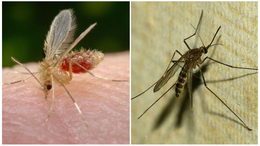 москит и комар