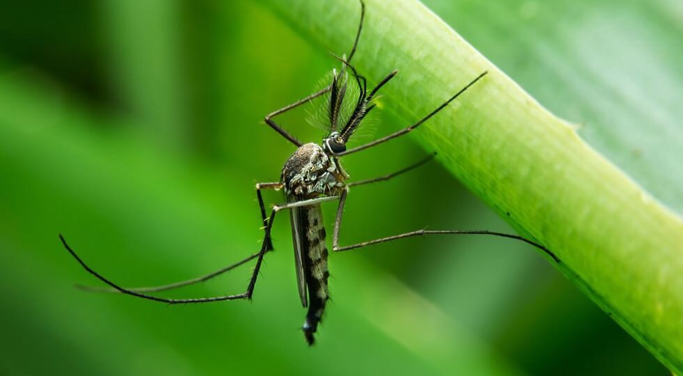 фото комара самца