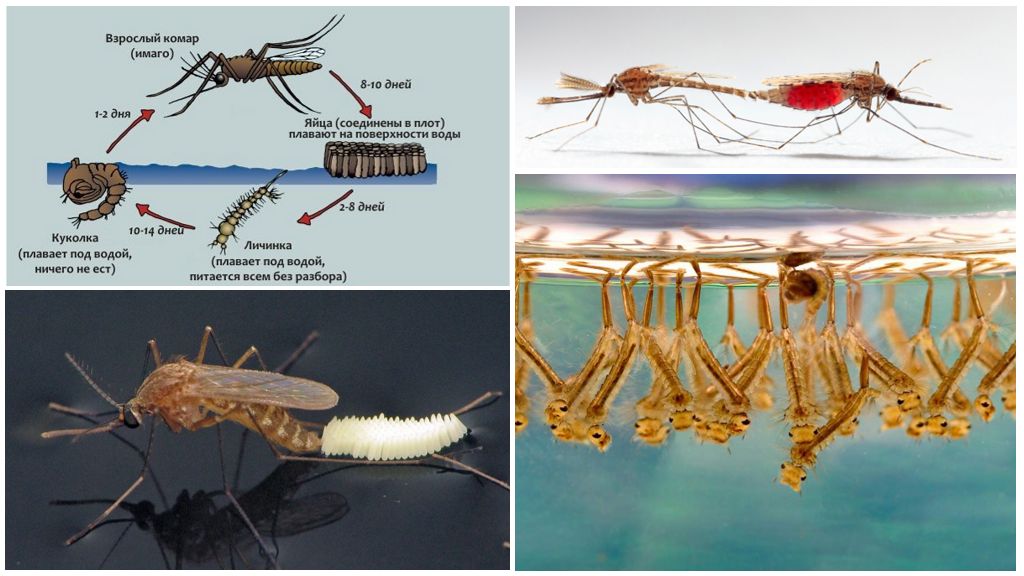 жизненный цикл комара