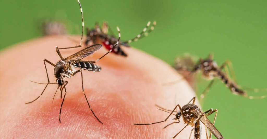 болезни от комаров