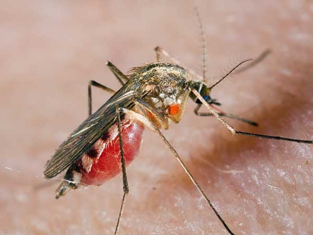 комар напившийся крови