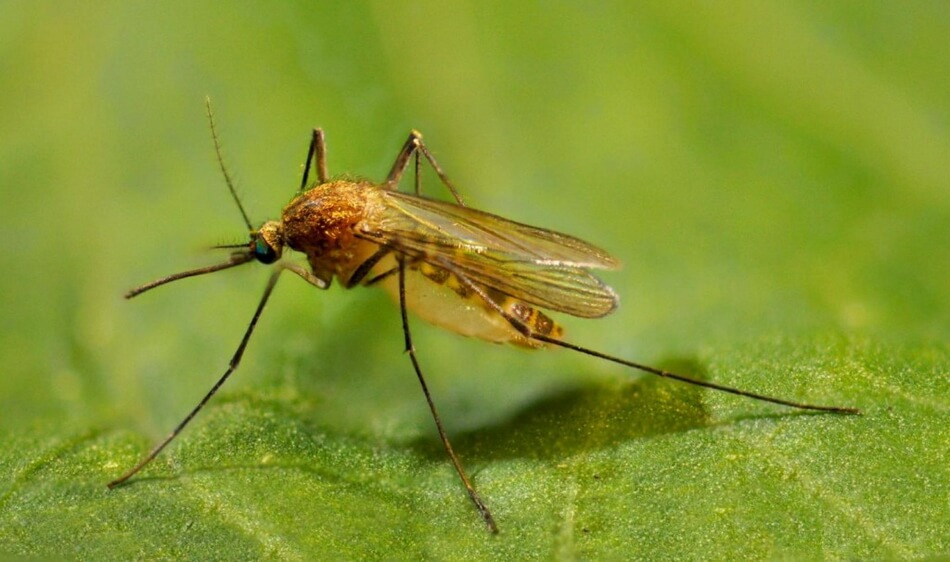самец комара фото