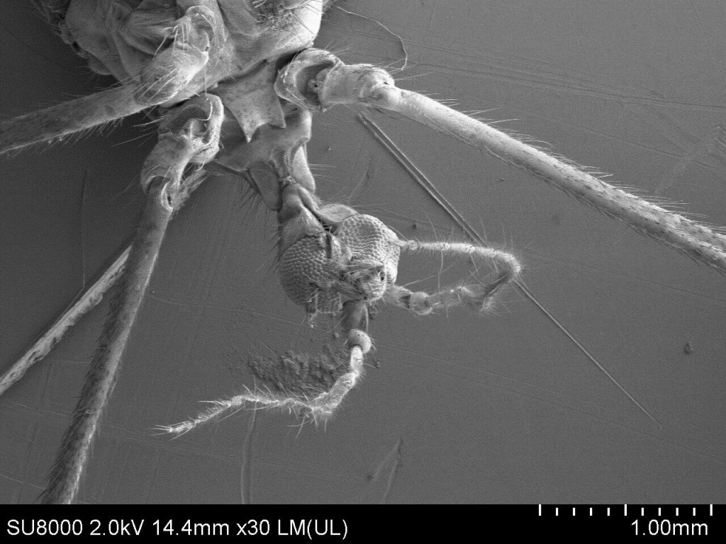 комар под микроскопом