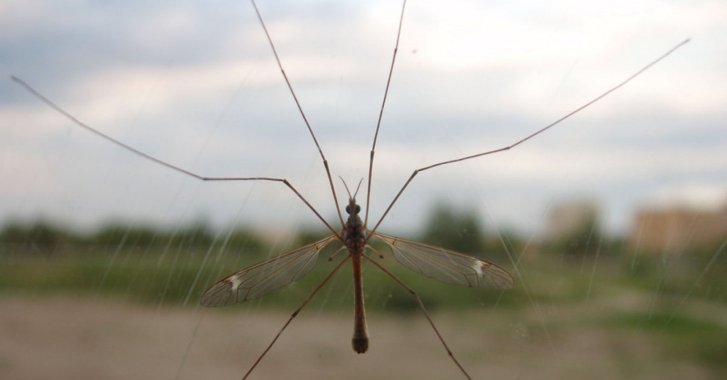 большой комар опасен
